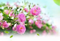 家居高格调绿植盘点，冬日也要拥有一抹绿意