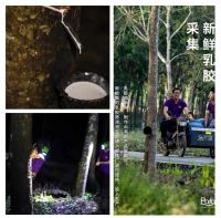 化繁为简打造高品质乳胶，为家人创造健康家居环境