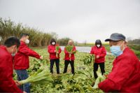 携手抗击疫情，浪度家居向湖北监利捐赠50吨爱心蔬菜，彰显责任担当！