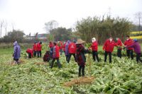 携手抗击疫情，浪度家居向湖北监利捐赠50吨爱心蔬菜，彰显责任担当！
