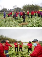 浪度家居向湖北监利捐赠50吨爱心蔬菜，彰显责任担当！
