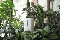 SoleusAir舒乐氏小白鲸加湿器：C位实力,疯狂打Call