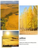 【YASLAN】黄配紫撞色怎么撞才能撞出高级感？