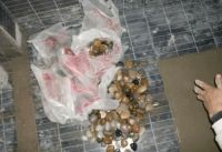 老公坚持要用“鹅卵石”铺厕所，害得我坚持不到3秒钟就不行了！