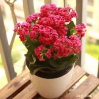 11月，这3种花赶紧“修剪”，剪完后蹭蹭长不停，错过再等一年