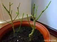 11月，这3种花赶紧“修剪”，剪完后蹭蹭长不停，错过再等一年