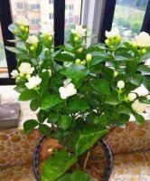 11月，这3种花赶紧“修剪”，剪完后蹭蹭长不停，错过再等一年