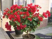 11月，这3种花赶紧“修剪”，剪完后蹭蹭长不停，错过再等一年