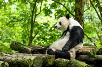 为国宝构筑凉爽度夏屏障 COLMO与大熊猫保护研究中心都江堰基地双向奔赴