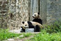 为国宝构筑凉爽度夏屏障 COLMO与大熊猫保护研究中心都江堰基地双向奔赴