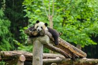 为国宝构筑凉爽度夏屏障 COLMO与大熊猫保护研究中心都江堰基地双向奔赴