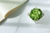 不同的职位 部门如何摆植物最有利！