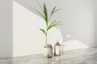 不同的职位 部门如何摆植物最有利！