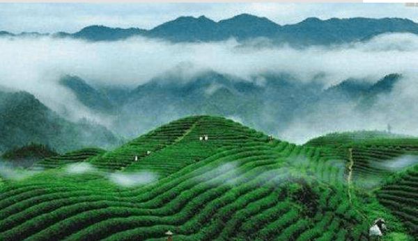江西海尔冰箱冷柜第二届品茶节——九江·庐山云雾，立于博观处，品春日好茶