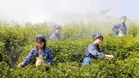 江西海尔冰箱冷柜第二届品茶节——九江·庐山云雾，立于博观处，品春日好茶
