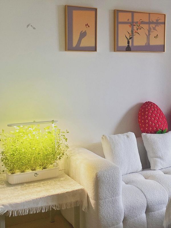 室内植物养不活？佰植乐为你揭秘