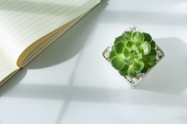 进新房送什么绿植好？新房装修完多久可以住人？