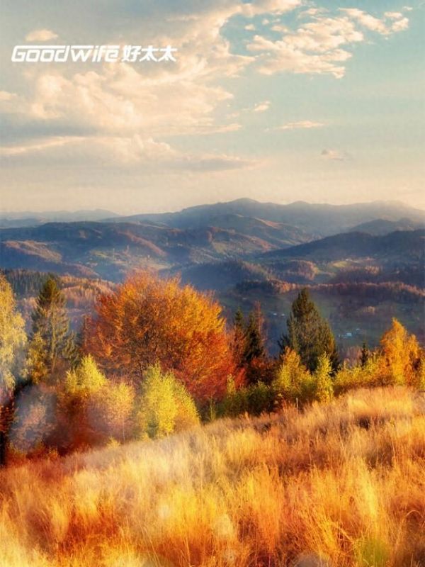 新品上市｜Goodwife好太太，让诗意秋日驻进厨房里