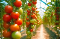 上海三思立体育苗系统Vertical X打造“不见光”人工农场