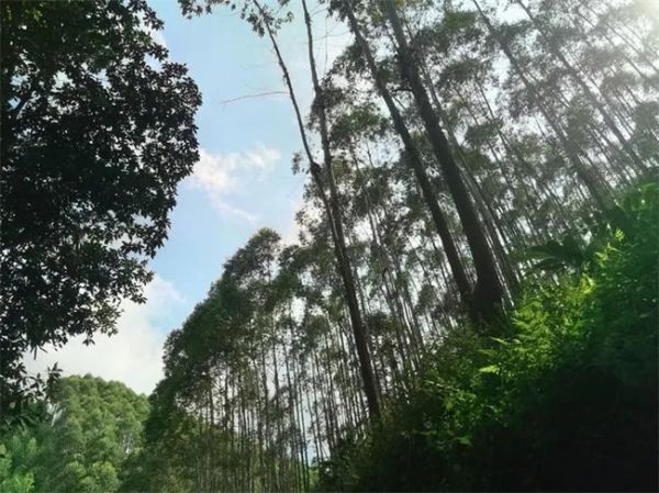 万象家具板：尤加利实木板丨森氧新境界 触得到的自然质感