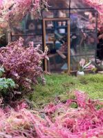 春日造景企划：一木一叶老李，把春天种进花海生态缸