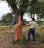 软木走进家居，让生活体验全面升级