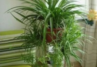 有哪些好养又能除醛的绿植推荐？再配合几招效果会事半功倍