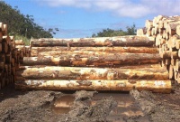 辐射松原木国内外价格持续下滑当中