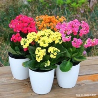 11月，这3种花赶紧“修剪”，剪完后蹭蹭长不停，错过再等一年