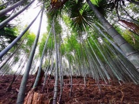 国家林草局竹子中心与浙江金华林业局达成合作